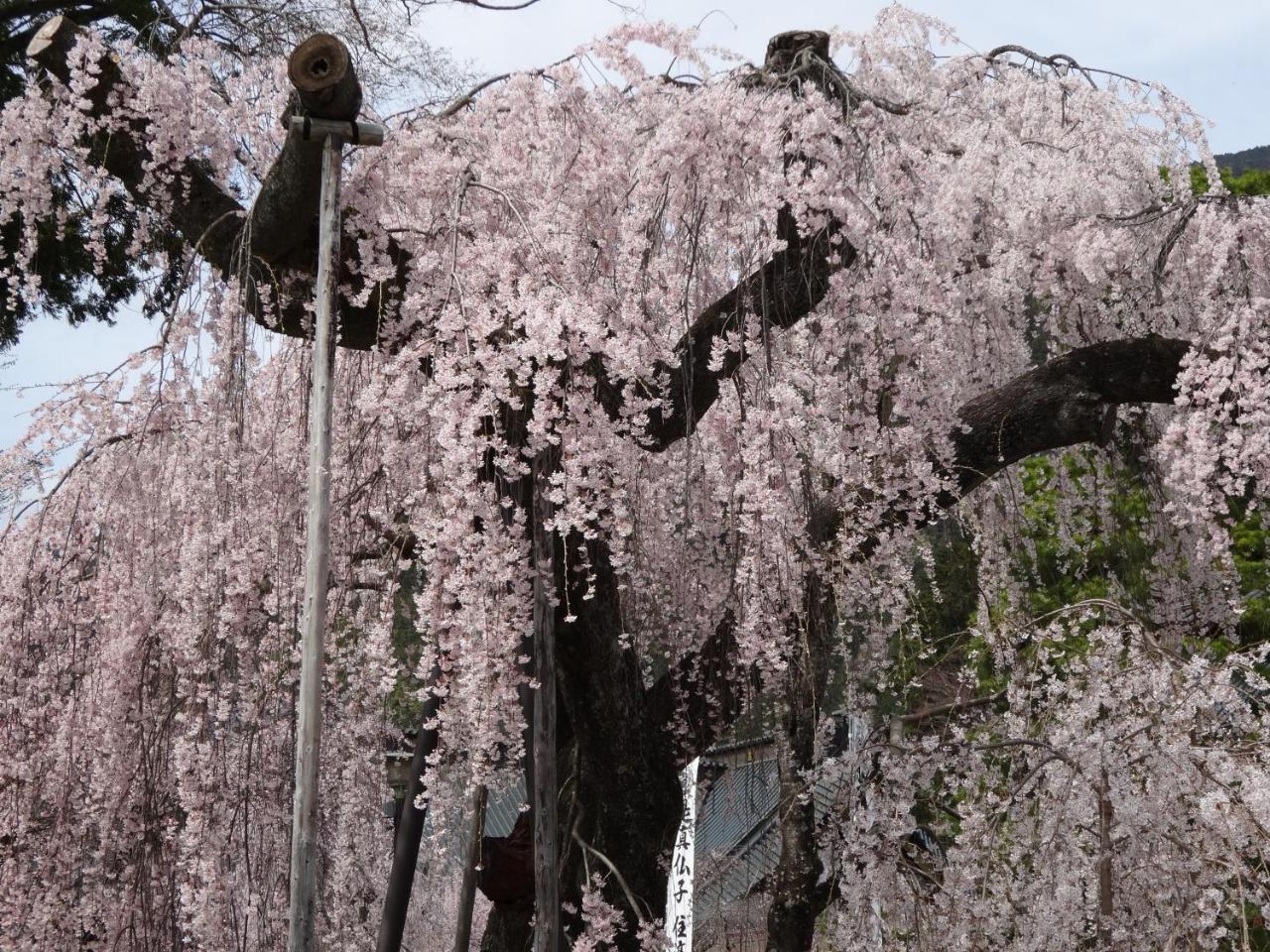 Ryokan Tanakaya Minobu Kültér fotó